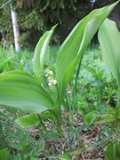 Liljekonvall (Convallaria majalis)