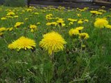 Løvetannslekta (Taraxacum)