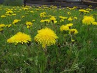 Løvetannslekta (Taraxacum)