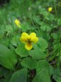 Fjellfiol (Viola biflora)