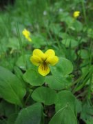 Fjellfiol (Viola biflora)