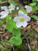 Gjøkesyre (Oxalis acetosella)