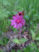 Rød jonsokblom (Silene dioica)