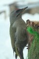 Gråspett (Picus canus)