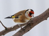 Stillits (Carduelis carduelis)