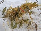 Gulspurv (Emberiza citrinella)