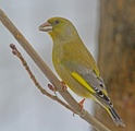 Grønnfink (Carduelis chloris)