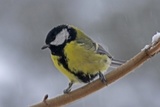 Kjøttmeis (Parus major)