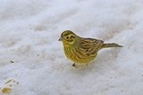 Gulspurv (Emberiza citrinella)