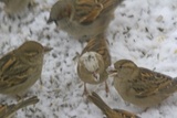 Gråspurv (Passer domesticus)