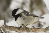 Svartmeis (Periparus ater)