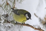 Kjøttmeis (Parus major)