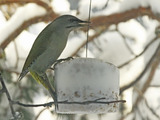 Gråspett (Picus canus)