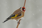 Stillits (Carduelis carduelis)