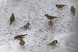 Stillits (Carduelis carduelis)