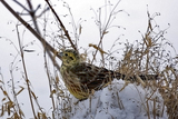 Gulspurv (Emberiza citrinella)