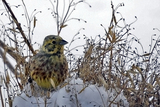 Gulspurv (Emberiza citrinella)