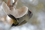 Gråspett (Picus canus)