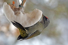 Grey-headed Woodpecker (Picus canus)