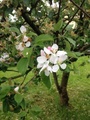 Eple (Malus ×domestica)