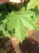 Norway  Maple (Acer platanoides)