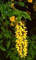 Gullregn (Laburnum anagyroides)