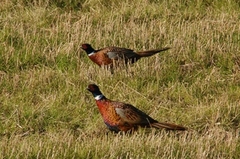 Fasan (Phasianus colchicus)