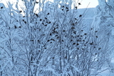 Gråspurv (Passer domesticus)