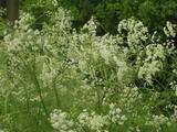 Hundekjeks (Anthriscus sylvestris)