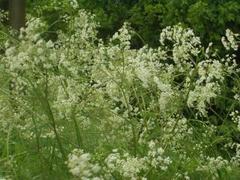 Hundekjeks (Anthriscus sylvestris)