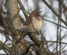 Black-throated Thrush (Turdus atrogularis)