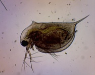 Daphnia longispina