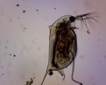 Daphnia pulex