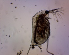 Daphnia pulex