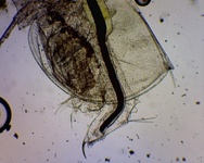 Daphnia pulex