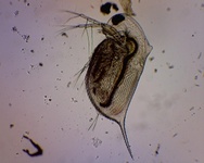 Dafnier (Daphnia)