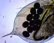 Dafnier (Daphnia)