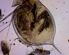 Dafnier (Daphnia)