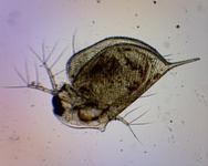 Dafnier (Daphnia)