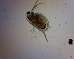 Dafnier (Daphnia)