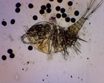 Hoppekreps (Copepoda)