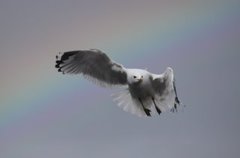 Fiskemåke (Larus canus)