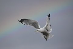 Mew Gull (Larus canus)