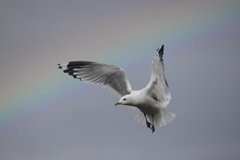 Fiskemåke (Larus canus)