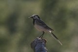 Linerle (Motacilla alba)