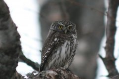 Spurveugle (Glaucidium passerinum)