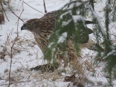 Hønsehauk (Accipiter gentilis)