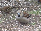 Kjernebiter (Coccothraustes coccothraustes)