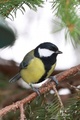 Kjøttmeis (Parus major)