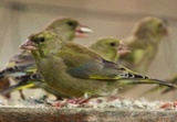 Grønnfink (Carduelis chloris)